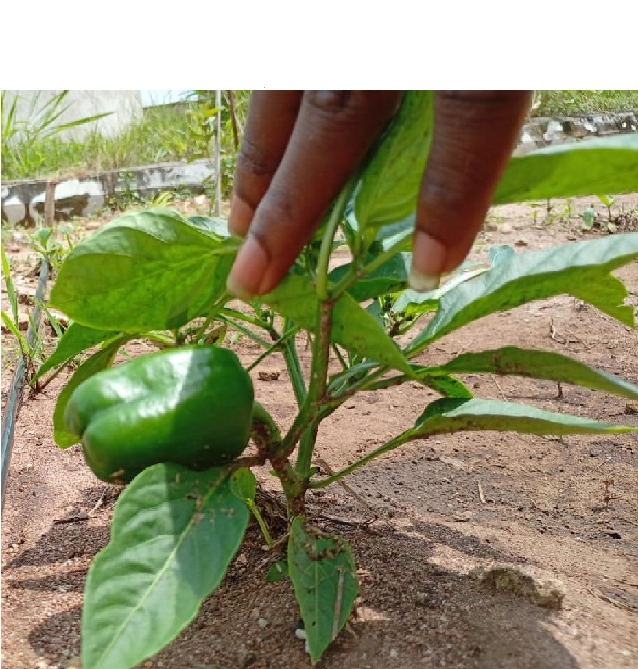 Farmers adopting organic practices