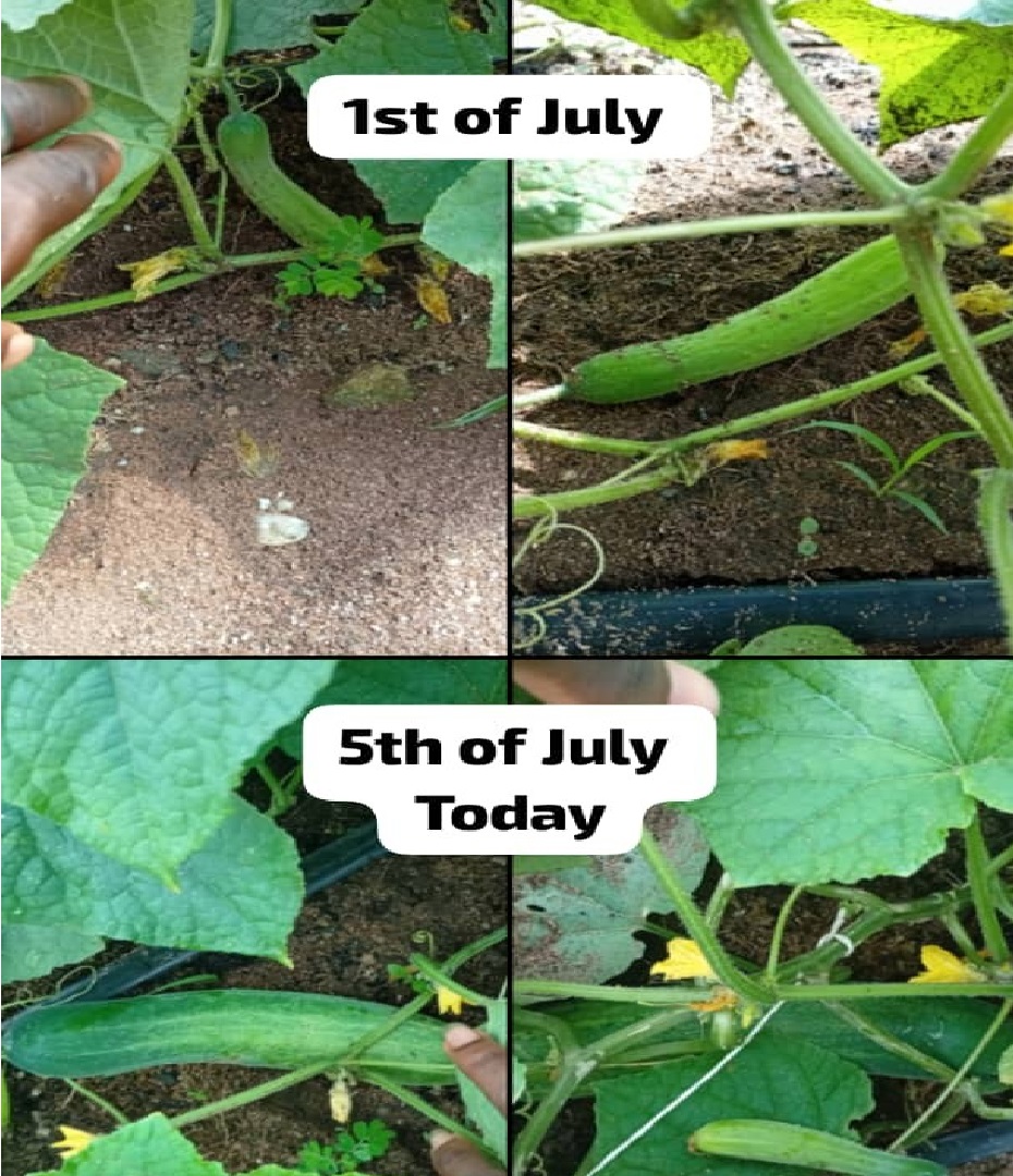 Women Farmers in Group